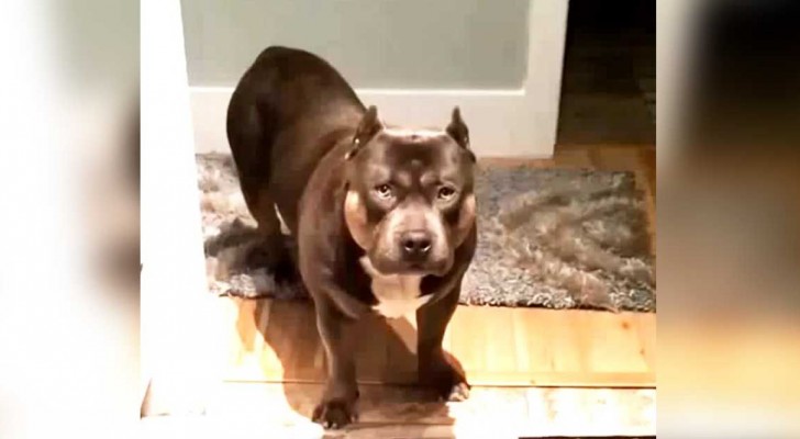 She starts asking questions to her dog. His reaction? You will not BELIEVE this !