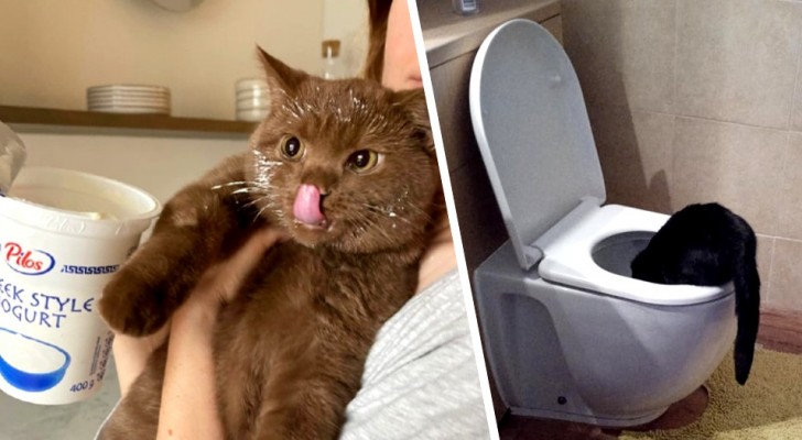 Vivre avec un chat : 17 photos prouvent qu'il s'agit d'une expérience inoubliable
