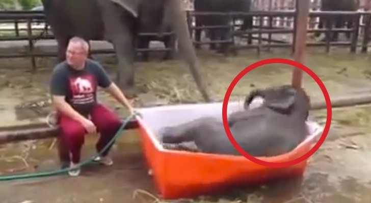 This cute little elephant needs a bath: what happens next will make you die laughing!