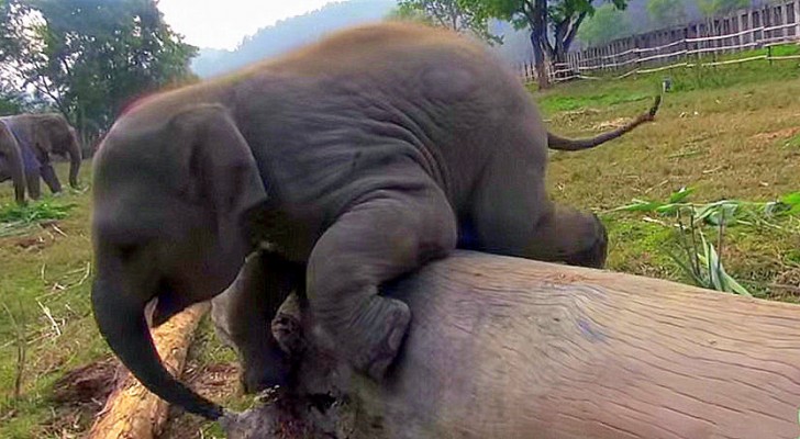 Ein kleiner Elefant kämpft gegen einen Baumstamm: Genießt diesen witzigen Kampf!