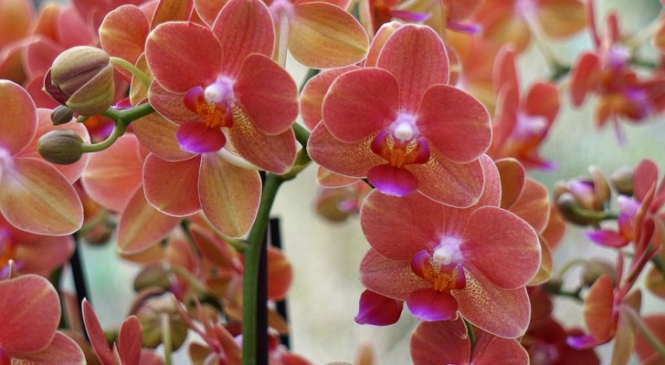Wil je je orchideeën bemesten? Ontdek hoe je je orchideeën het best kunt verzorgen, voor weelderige bloemen