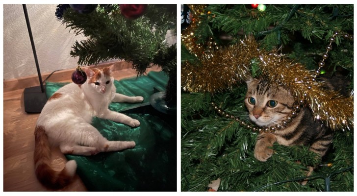 Decorazioni di Natale a prova di gatto: scopri come proteggere albero e addobbi dalla curiosità dei felini