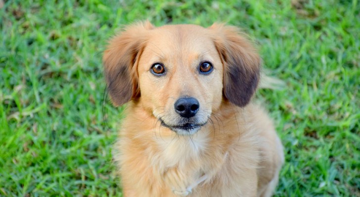 Hond blaft zo hard dat hij zijn baasjes wakker maakt en een stel redt dat dreigt te verdrinken