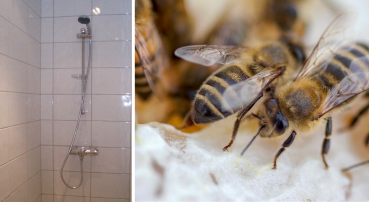 De renoverar sitt hus och hittar 80.000 bin och 45 kg honung i väggen bakom duschen