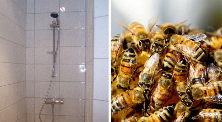 Restructuring the bathroom uncovers 80,000 bees nesting in their shower wall