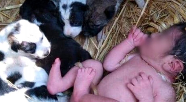 Ze vinden een achtergelaten baby tussen de pups: ze hebben haar de hele nacht warm gehouden