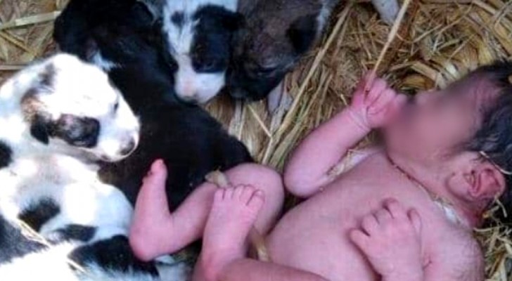 Encuentran una recién nacida abandonada entre los cachorros: la mantuvieron al calor por toda la noche