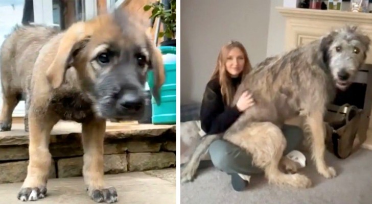 Hon adopterar en hundvalp utan att veta att den kommer att bli en av de största hundarna i världen