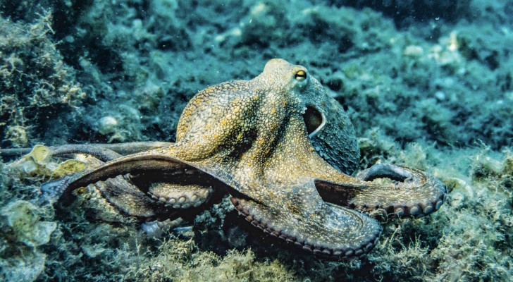 De eerste octopuskwekerij opent op de Canarische Eilanden, en dat is nu al een groot probleem