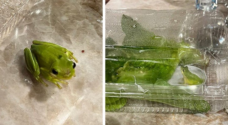 Il achète un paquet de salade et trouve une petite grenouille à l'intérieur : c'est maintenant son animal de compagnie (+VIDEO)