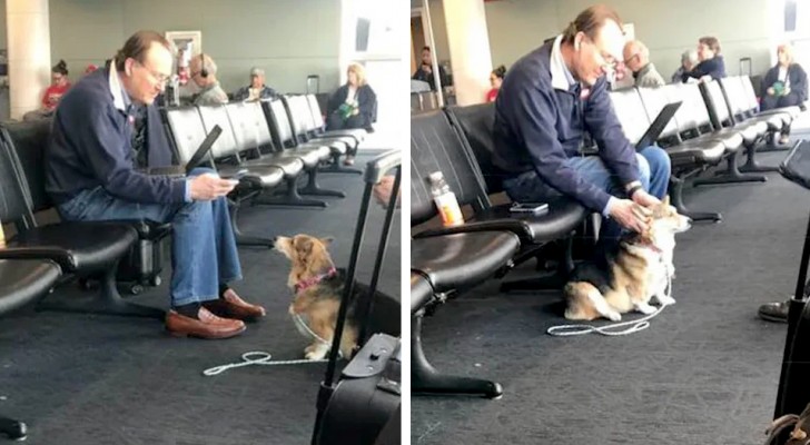 En hund tröstar en äldre sörjande man medan han väntar på sitt flyg (+VIDEO)