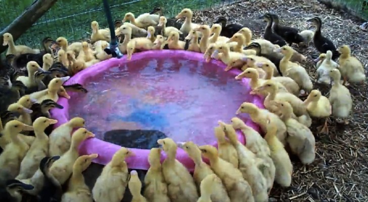 These funny ducklings experiencing water for the first time will make you smile.