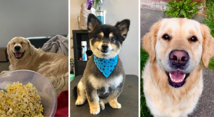 Cani sorridenti: 15 padroni condividono le adorabili espressioni dei loro animali a 4 zampe