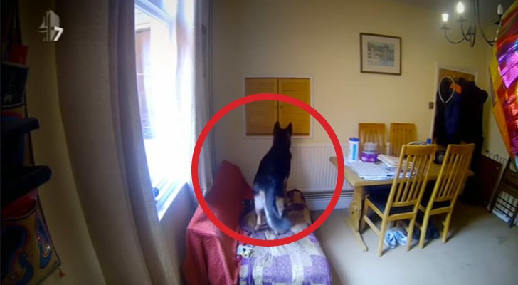 Ils mettent des caméras cachées à la maison: ce qu'ils découvrent sur leurs chiens les émeut 