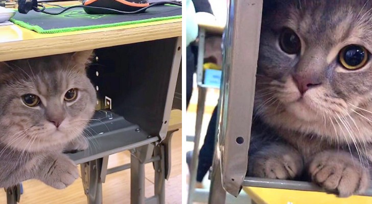 Katten sitter tyst under skrivbordet under lektionen: eleven tog med honom till skolan i hemlighet