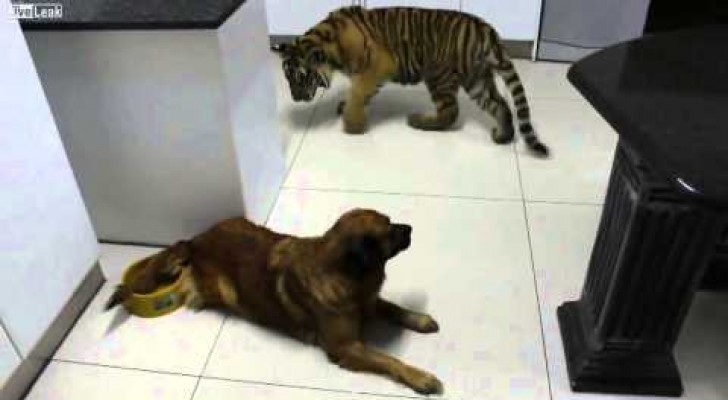 Un tigre quiere beber de un recipiente para perros