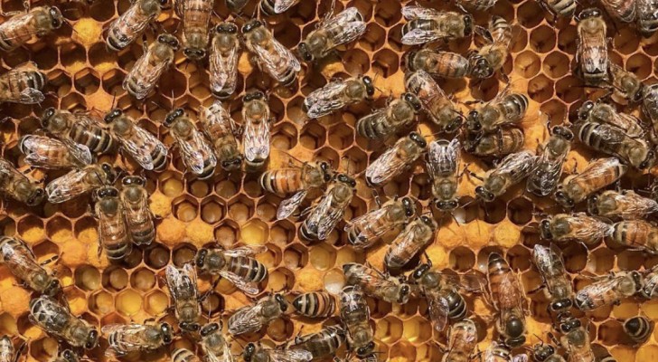 En biodlare lägger upp en bild på en bikupa: ser du drottningen?