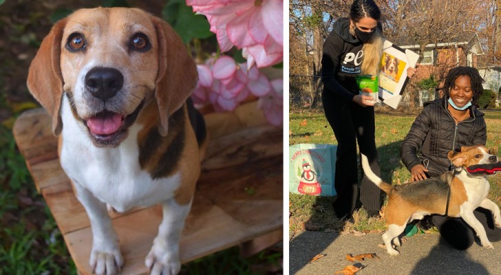 Dog with an incredible "sixth sense" saves the life of an elderly neighbor