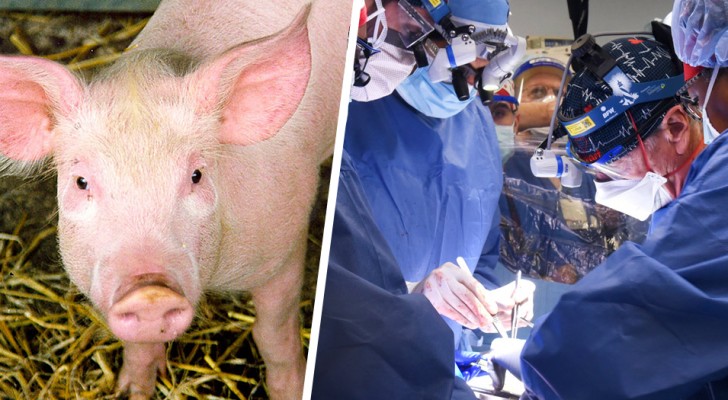 Transplanterar ett grishjärta till en svårt sjuk man: det är första gången i historien