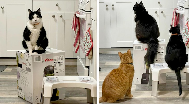 Chiede alla ditta di mandarle scatole vuote perché i suoi gatti non vogliono scendere da quella spedita a casa