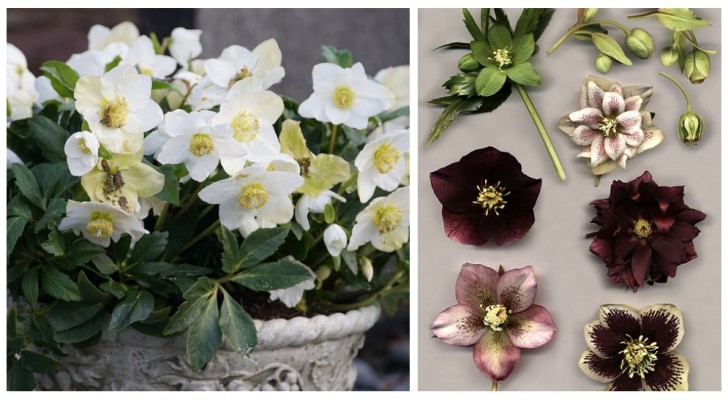 Winterbloemen: ontdek hoe je kerstroos kweekt, een gemakkelijke en winterharde plant