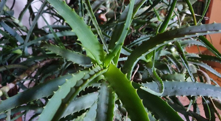 Aloe Vera: många användbara råd för att odla en vacker växt med tusen användningsområden