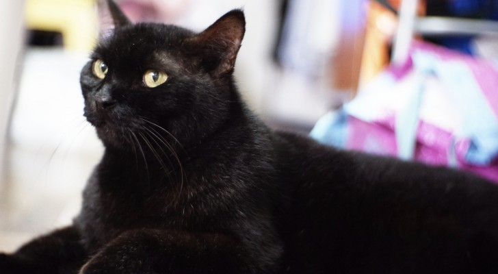 Ze vindt haar kat die al 8 maanden vermist is terug: ze herkende zijn gemiauw tijdens een telefoongesprek