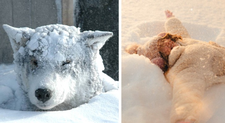 10-year-old girl survives a blizzard and freezing night by hugging a stray dog
