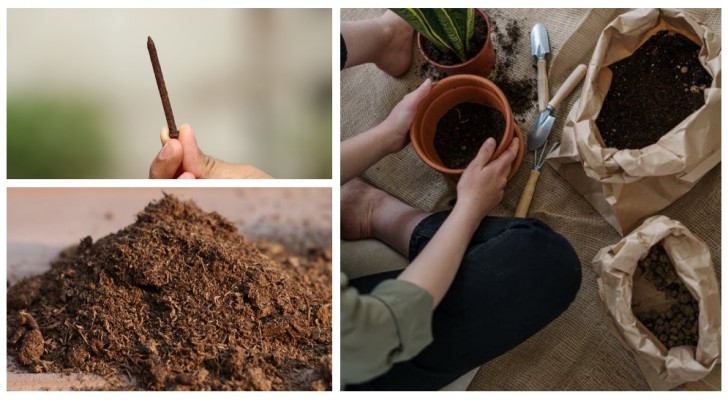 Spijkers in de grond: werken die echt om planten te voeden? Zoek uit hoe je ze het ijzer geeft dat ze nodig hebben