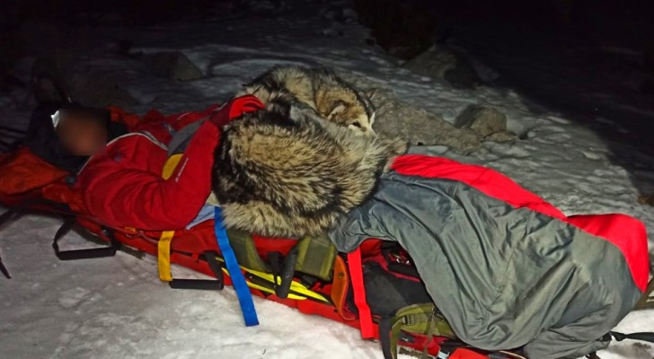 Hunden räddar sin ägares liv genom att krypa ihop sig på hans kropp för att hålla honom varm