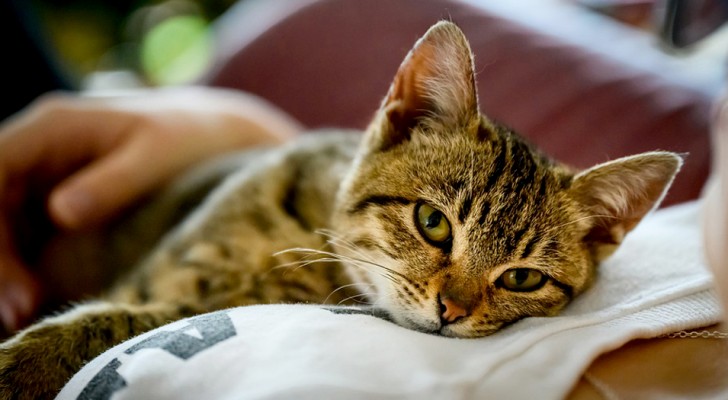 "It's either me or the cat": man with a cat allergy gives an ultimatum to his partner