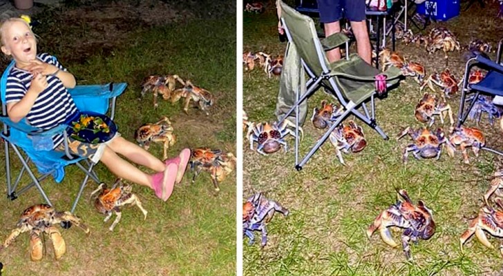 Giant crabs raid a family's barbecue: they were attracted by the smell of the food