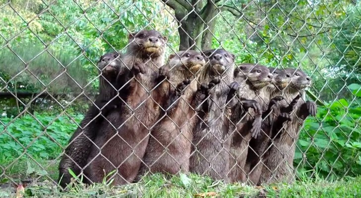 The caretaker of the shelter approaches the otters: their reaction is priceless !
