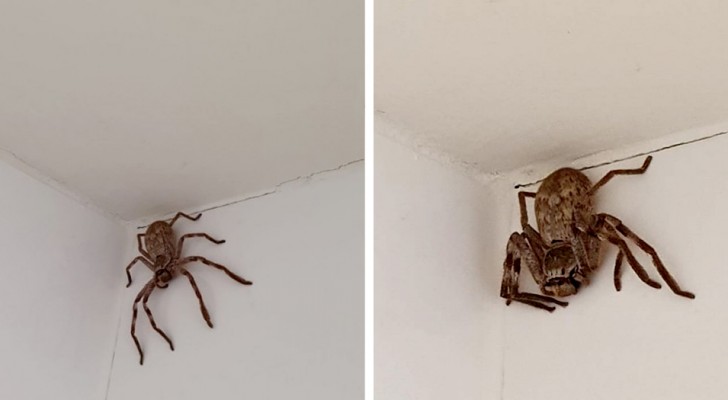 Abre a cortina do chuveiro e encontra uma aranha gigante na parede: uma mulher se apavora