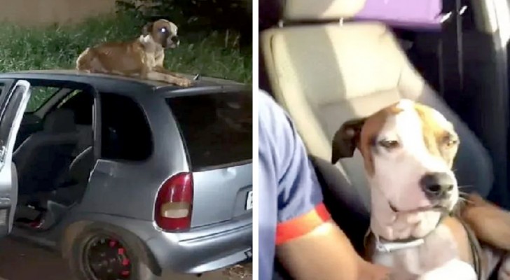 En herrelös hund "vaktar" en stulen bil tills dess att ägaren kommer och blir adopterad på plats
