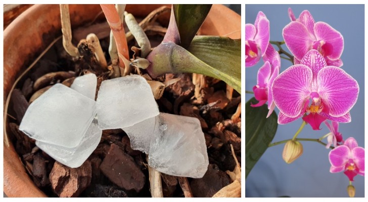 Att vattna orkidéer med isbitar: fungerar det verkligen? Och hur fungerar det?