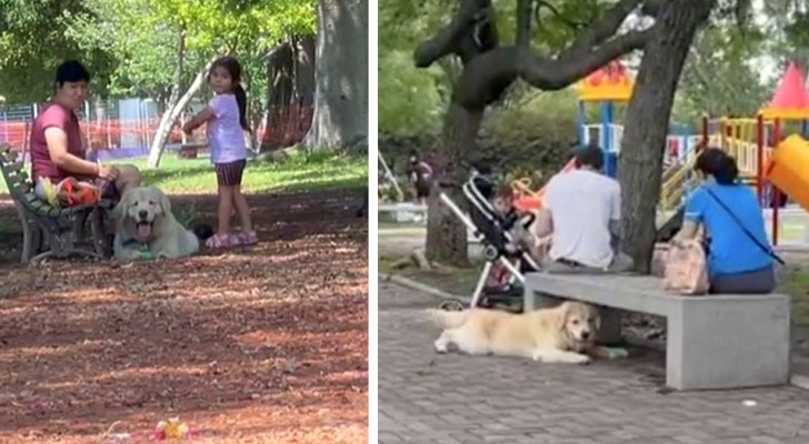 "Si avvicina a un'altra famiglia e mi ignora": la strategia del cane pur di non andare via dal parco