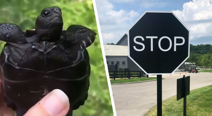 20 keer waarin mensen dieren, planten en objecten in ongebruikelijke kleuren hebben vereeuwigd