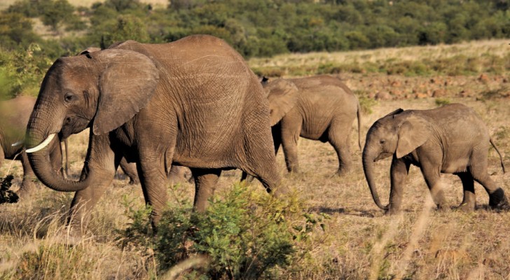 Een Afrikaanse olifant bevalt van een tweeling: een zeldzame gebeurtenis die in decennia niet is gezien