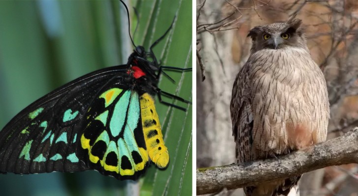 7 animaux géants de différentes espèces qui sont difficiles à rencontrer pour les humains