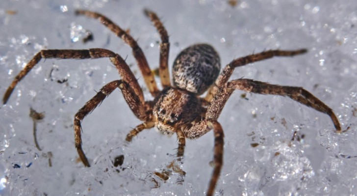 Man finds a large spider in his car and "looks after" it as if it were a pet: after 1 year, it is still there