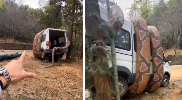 Un gigantesco serpente avvolge un furgone seminando il panico: il video che ha fatto trasalire il web