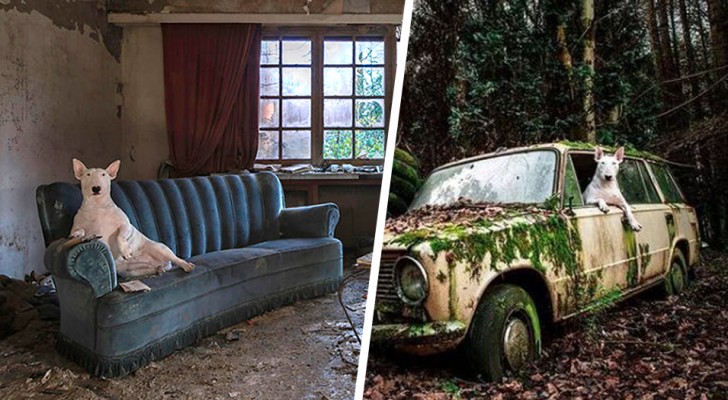 Elle explore des lieux abandonnés avec son chien : 17 photos fascinantes et surréalistes