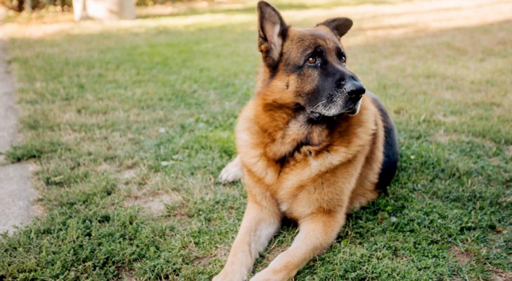 German Shepherd inherits € 360 million euros ($ 412 million dollars) and becomes one of the richest dogs in the world