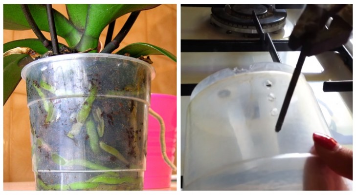 Buchi sui vasi delle orchidee: scopri questo trucchetto per farle crescere meglio