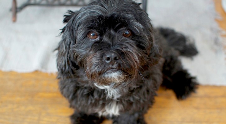 Cane abbaia forte per richiamare l'attenzione e salva un uomo che stava affogando nelle acque gelide