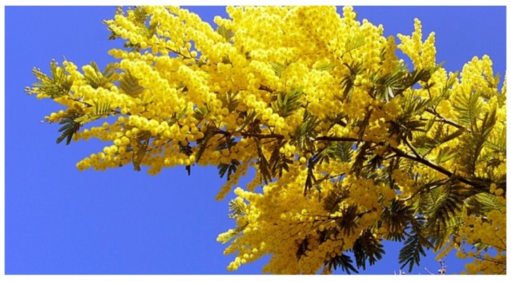 Mimosa in pot: een paar tips voor het kweken van deze prachtige, geurige boom