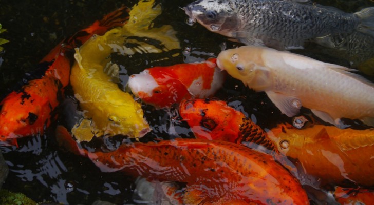 Création d'un poisson d'eau douce sans arêtes : une révolution dans le secteur de la pêche