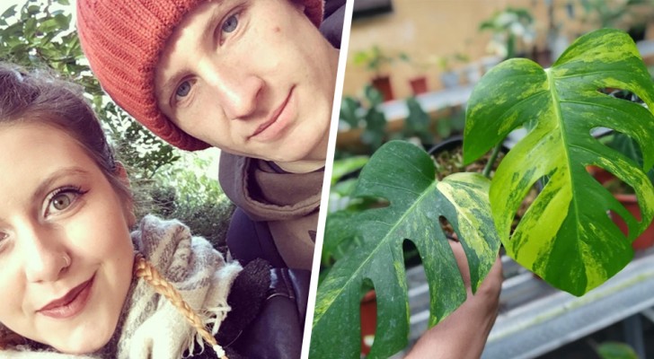 Couple buy a plant for £ 12 pounds, then discover that each leaf is worth at least £ 170 pounds