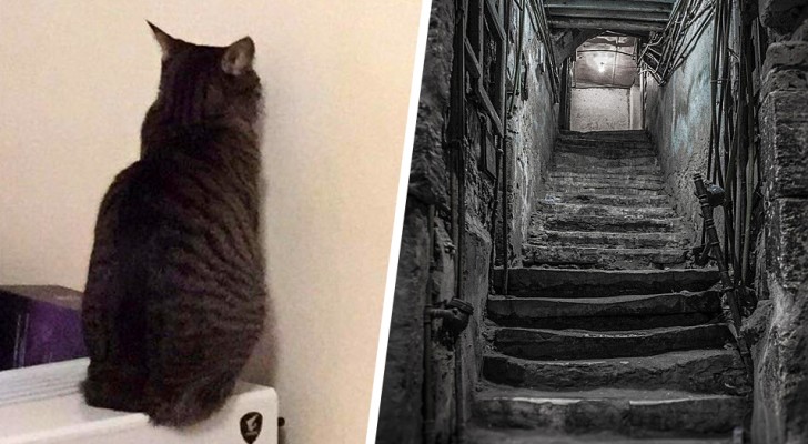 Katten sitter och stirrar på vardagsrumsväggen i flera dagar, ägaren slår hål på den och upptäcker en gömd källare